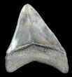 Serrated, Fossil Megalodon Tooth - Georgia #46001-1